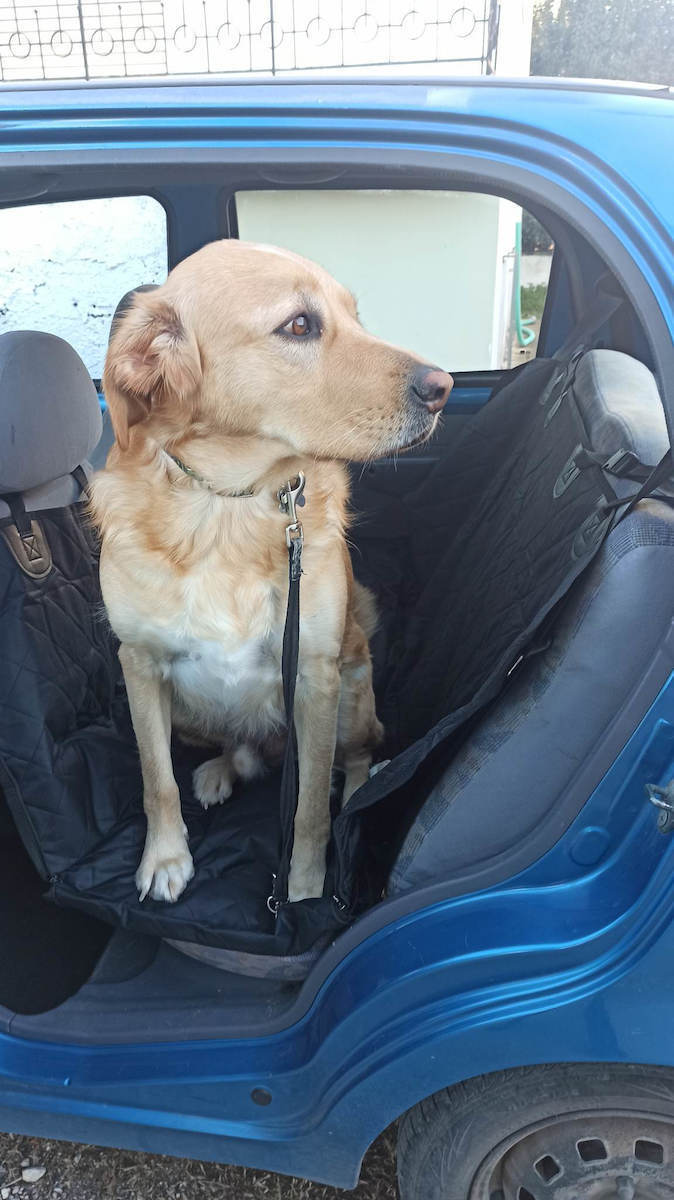 Waterproof Seat Cover For Car for Dog Προστατευτικό για Κατοικίδια Μαύρο 128x138εκ.