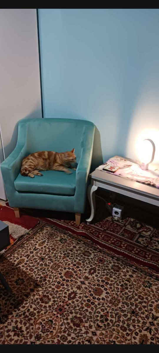 Talianna Armchair Blue 77x70x68cm