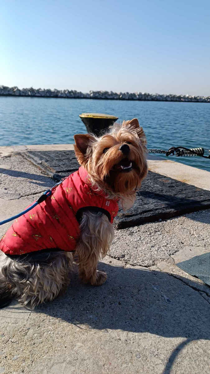 WauDog Superman Red Waterproof Dog Coat with 35cm Back Length
