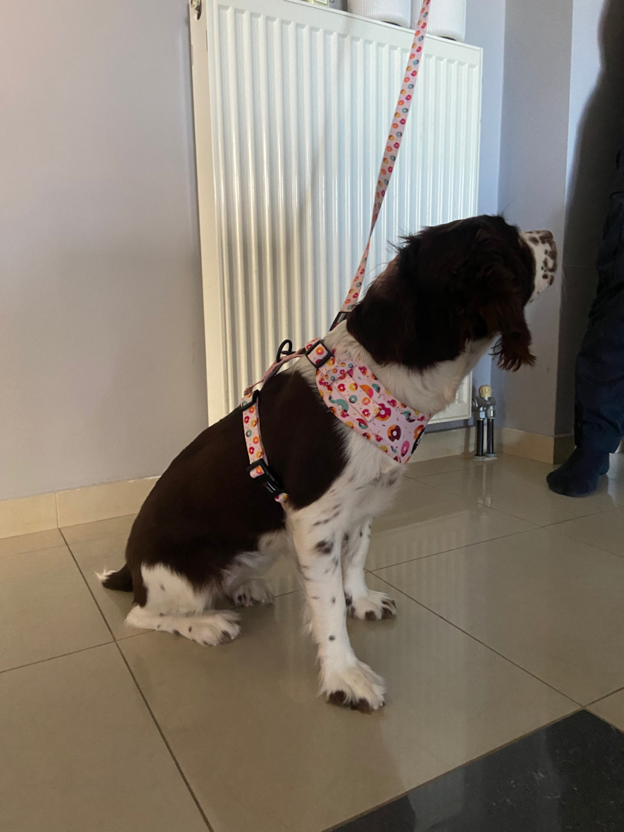 Loveboom Dog Harness Small LB-003S