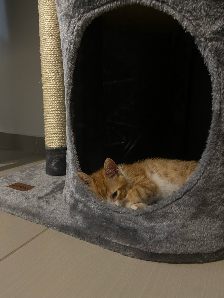 Animal Котешко драскало Дървета за котки Сив Подов 3 нива 60x40x120см.