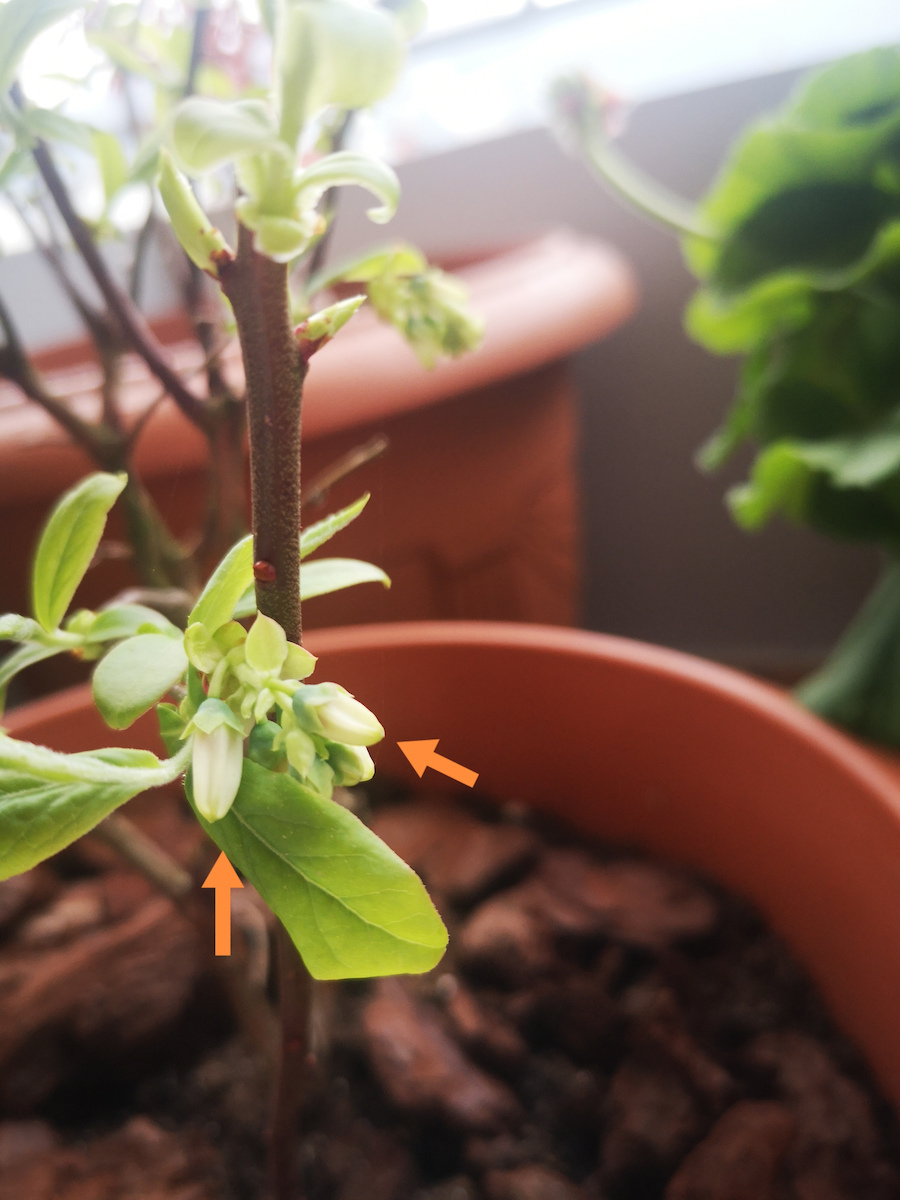 Vaccinium Corymbosum Ύψους 150εκ.