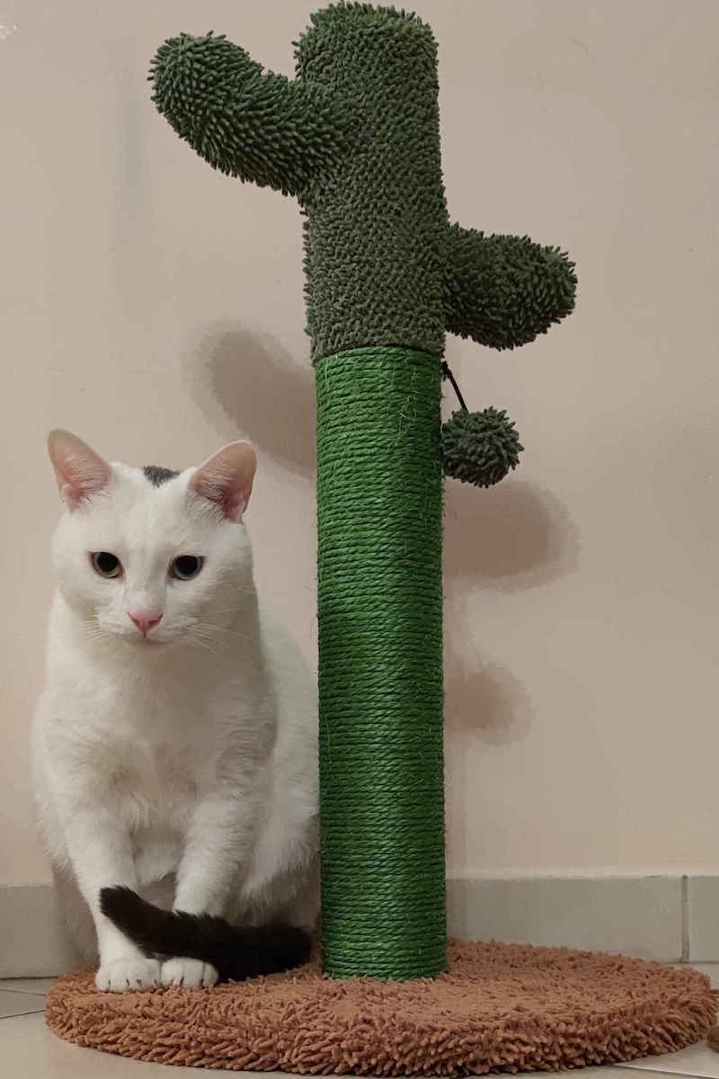 Animal Ονυχοδρόμιο Στύλος Πράσινος 40x40x65εκ.