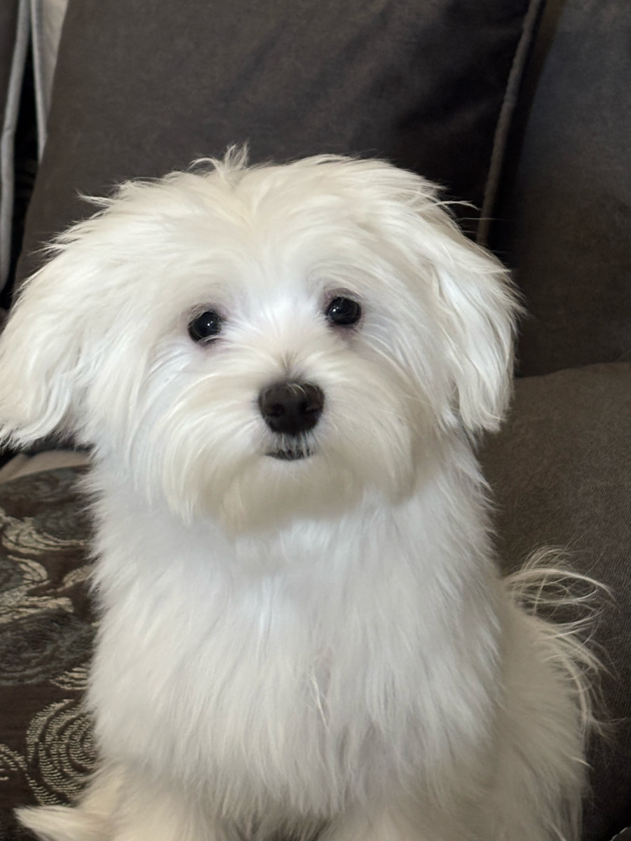 Top Dog Shampoo Dog