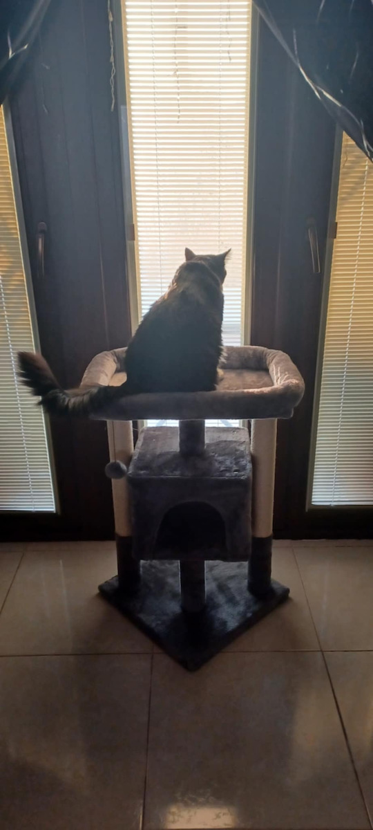 Animal Scratching Post Cat Trees Gray 3 levels 41x41x72cm