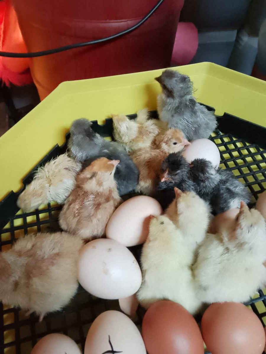 Ertone Incubator Manual Pentru 60 Ouă