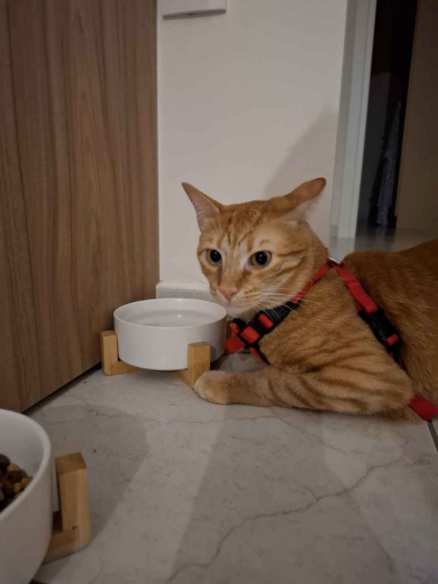 Trixie Cat Harness with Guide Ζώνη Ασφαλείας Κόκκινο 20-50cm Red 15mm x