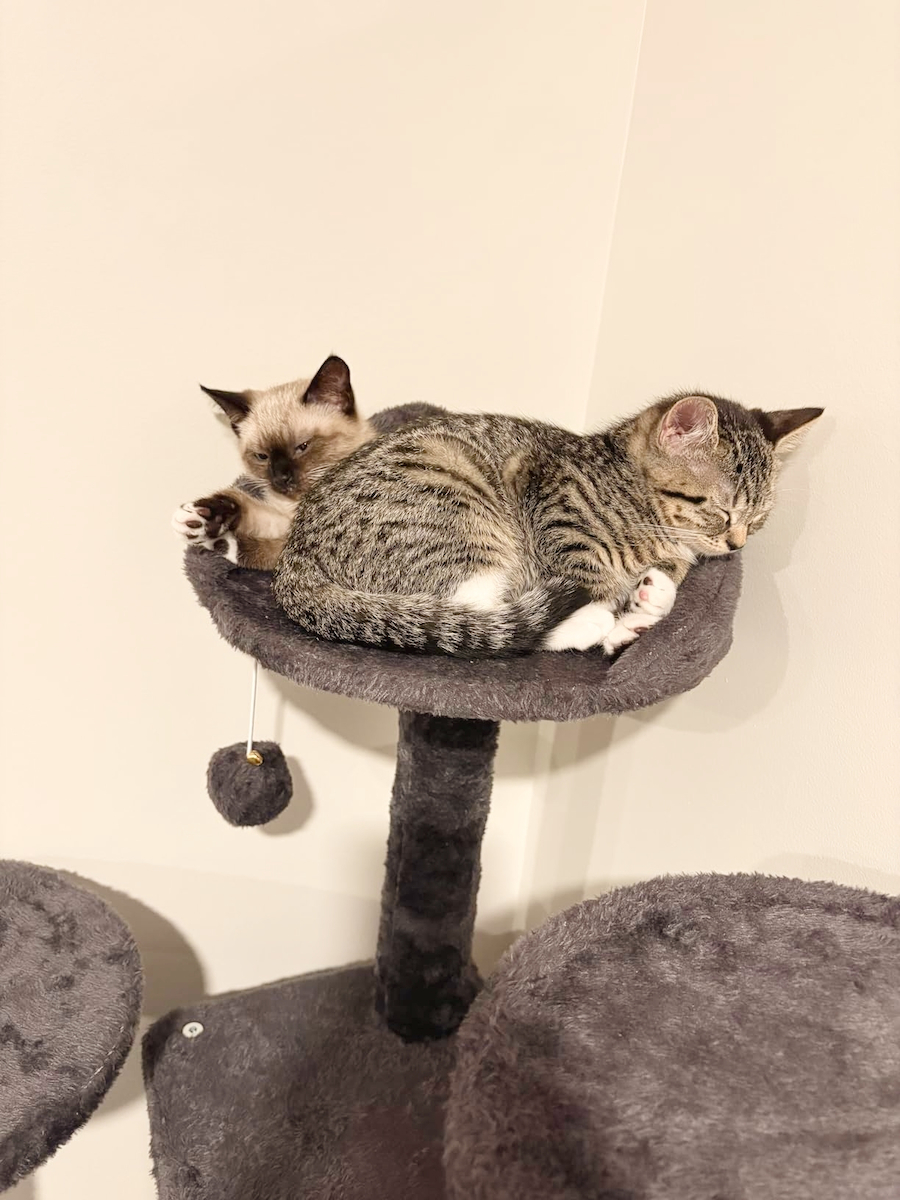Wallex Scratching Post Cat Trees Gray Wall Mounted / Floor 7 levels 50x50x137cm
