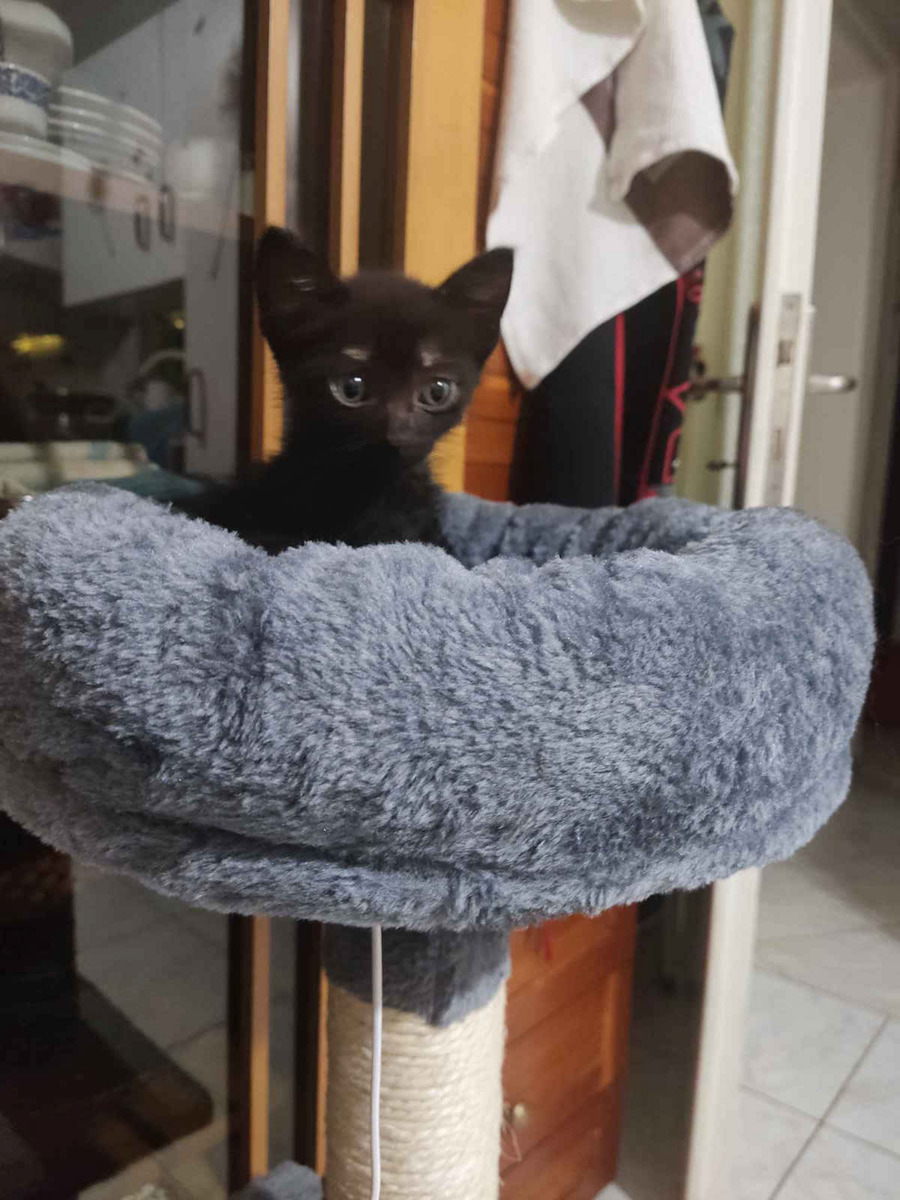 Scratching Post Cat Trees Gray 3 levels 30x50x90cm 3 Levels