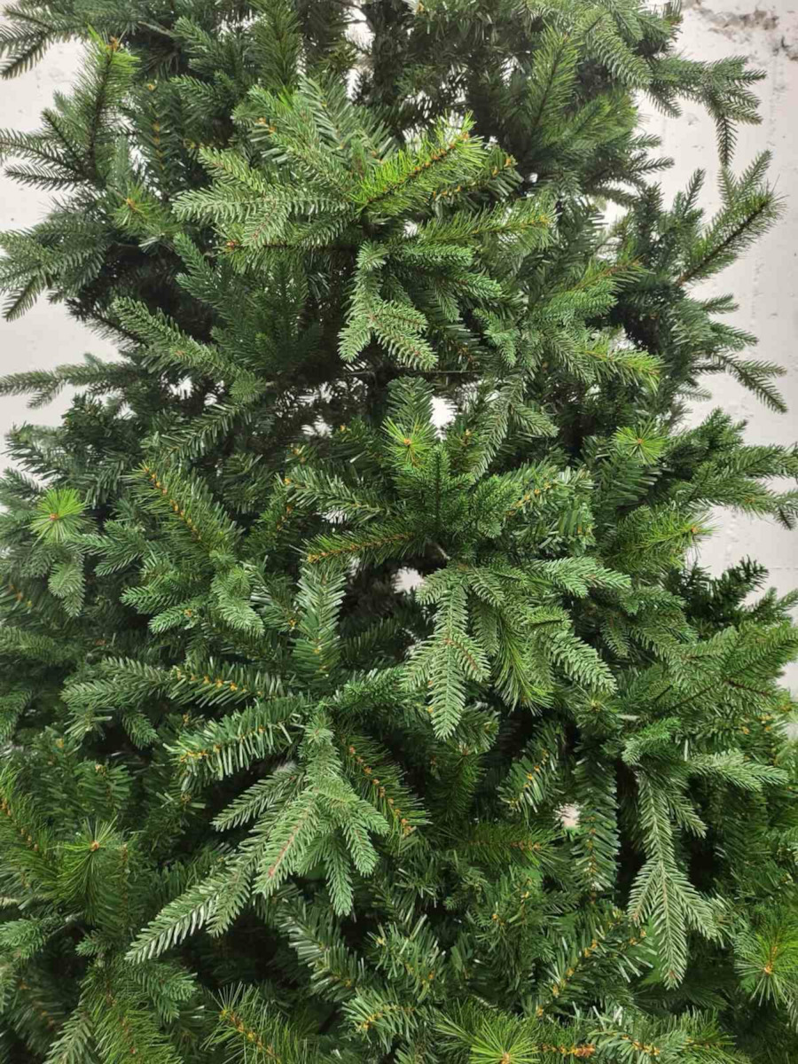 Christmas Tree Deaware Silver Fir 240cm with 3934 Branches