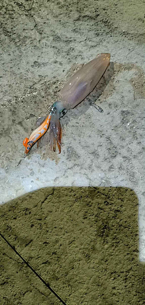 DTD X Egi Squid Jigs Fluorescent 9.6cm/14.3gr Orange