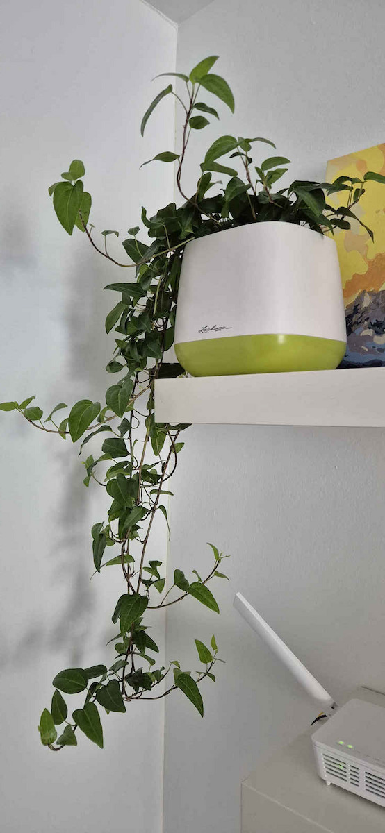 Ivy Hedera Helix Minunea Verde