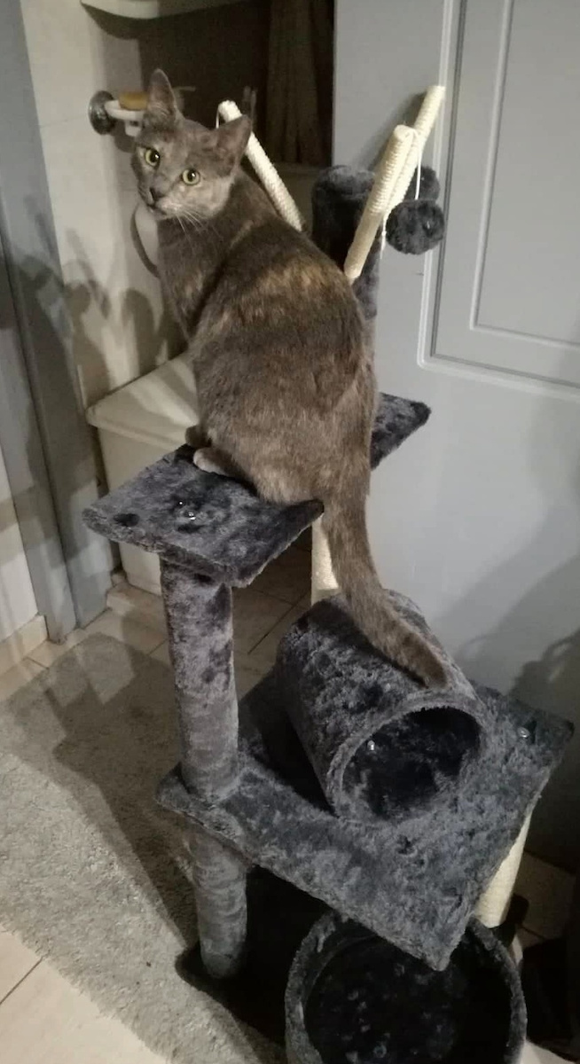 Pawhut Scratching Post Cat Trees Gray 3 levels 40x40x121cm