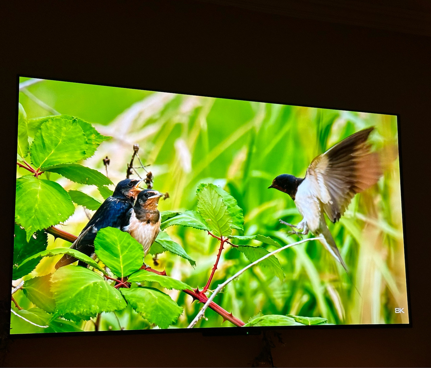Panasonic Smart Televizor 65" 4K UHD OLED TV-65Z80BEZ HDR (2025)