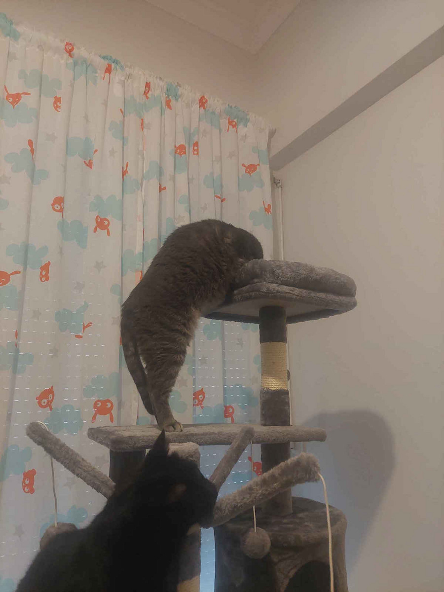 Animal Scratching Post Cat Trees Gray 5 levels 48x40x145cm