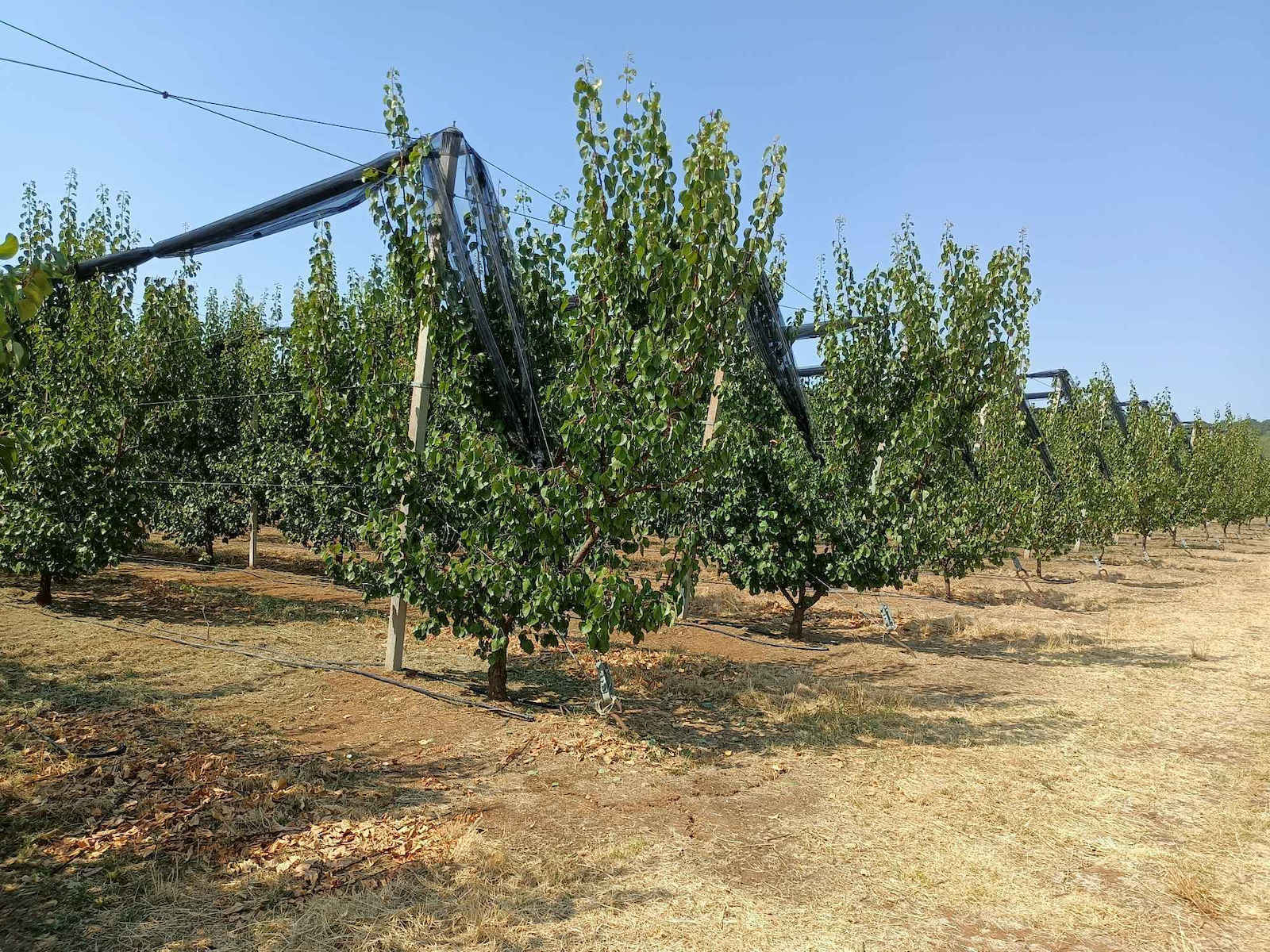 Gardenman GMBC620 Δίχρονο Βενζινοκίνητο Χορτοκοπτικό Ώμου / Χειρός 3.5hp 9.5kg