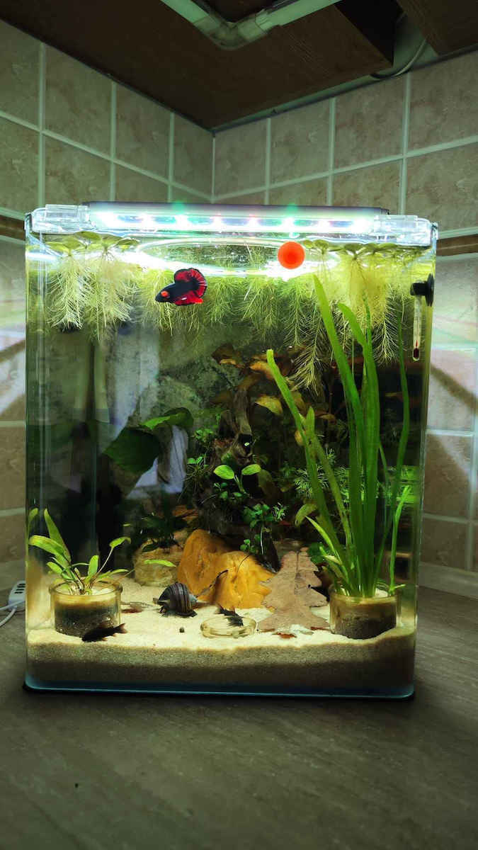 Dennerle Nano Cube Fish Aquarium Capacity 30lt with 30x30x35cm