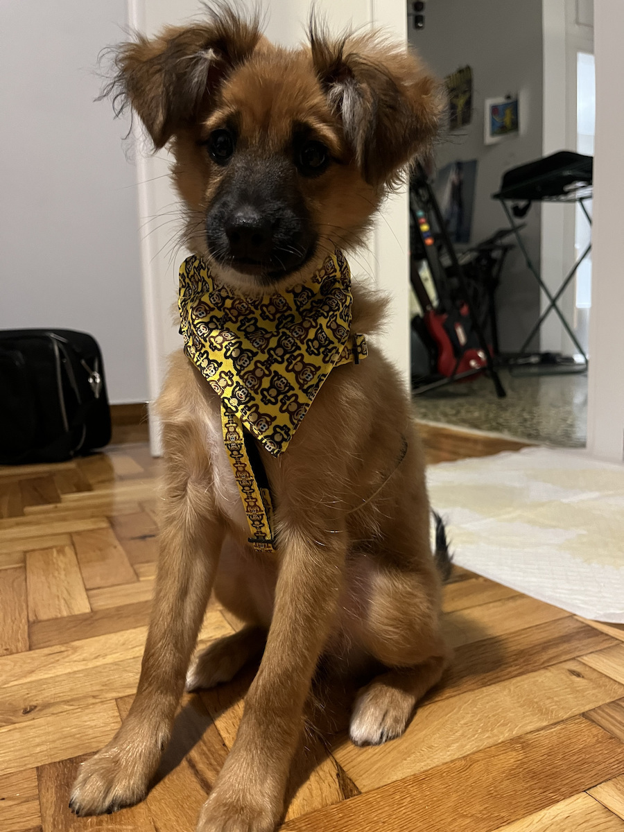 Max & Molly Dog Bandana in Yellow Colour XSmall Small