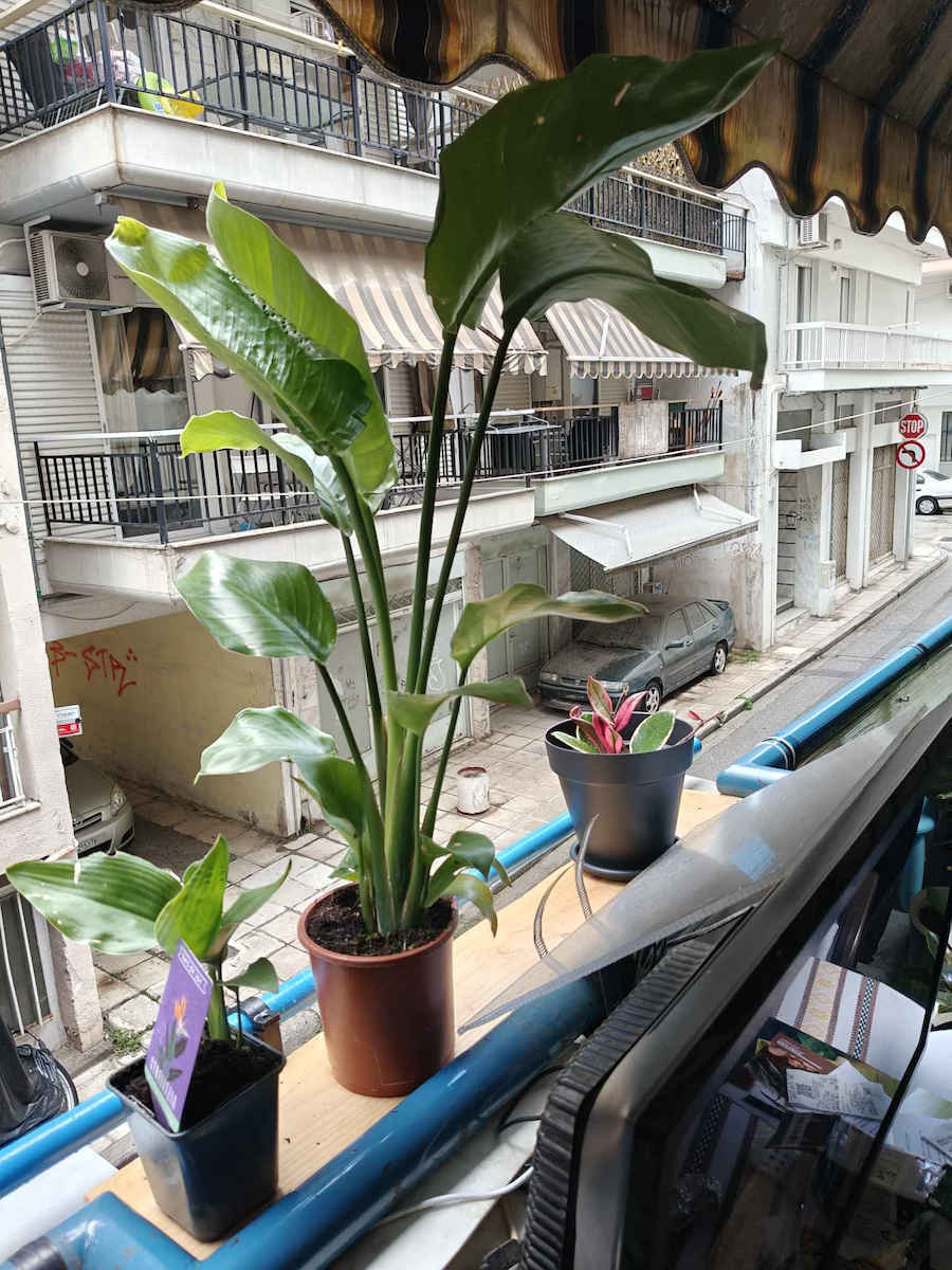 Strelitzia Nicolai 15cm