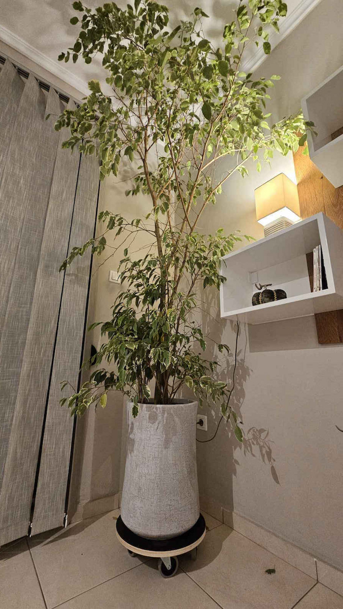 Verdemax Βάση Γλάστρας Ξύλινη με Ρόδες 38x38εκ.