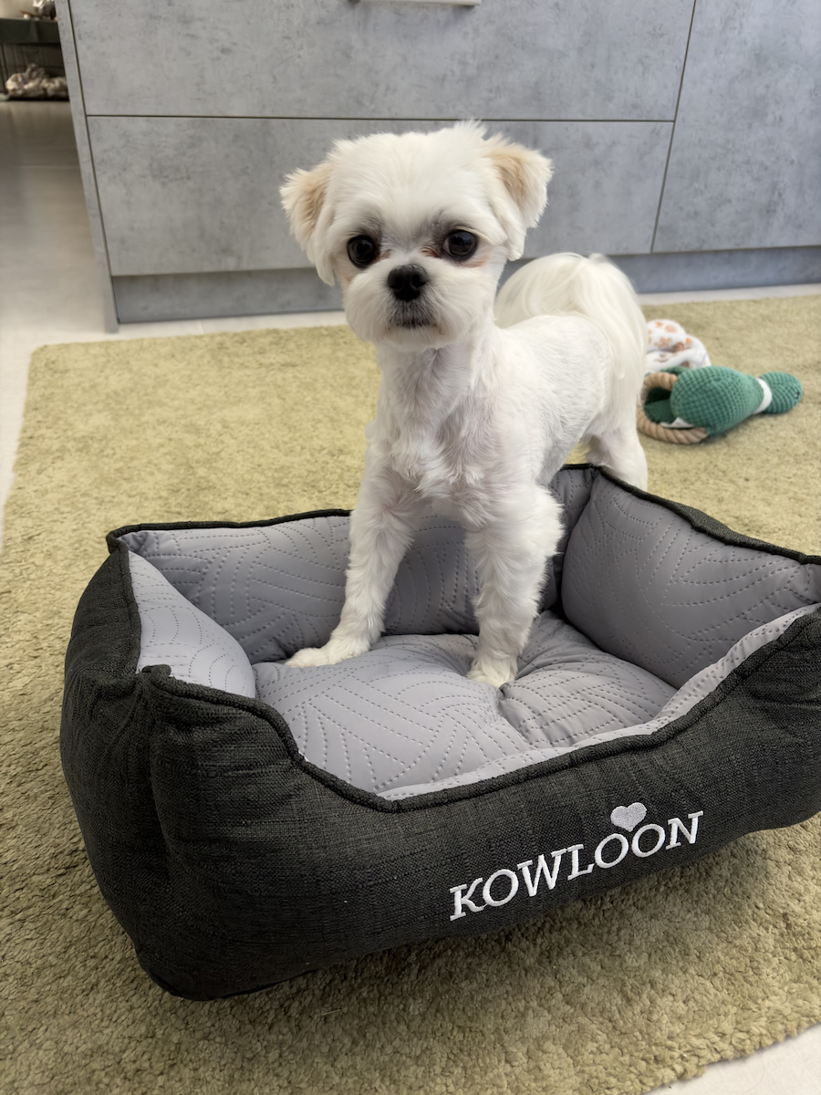 Katzen Kowloon Sofa Hundebett Orthopädisch Grau 50x35cm