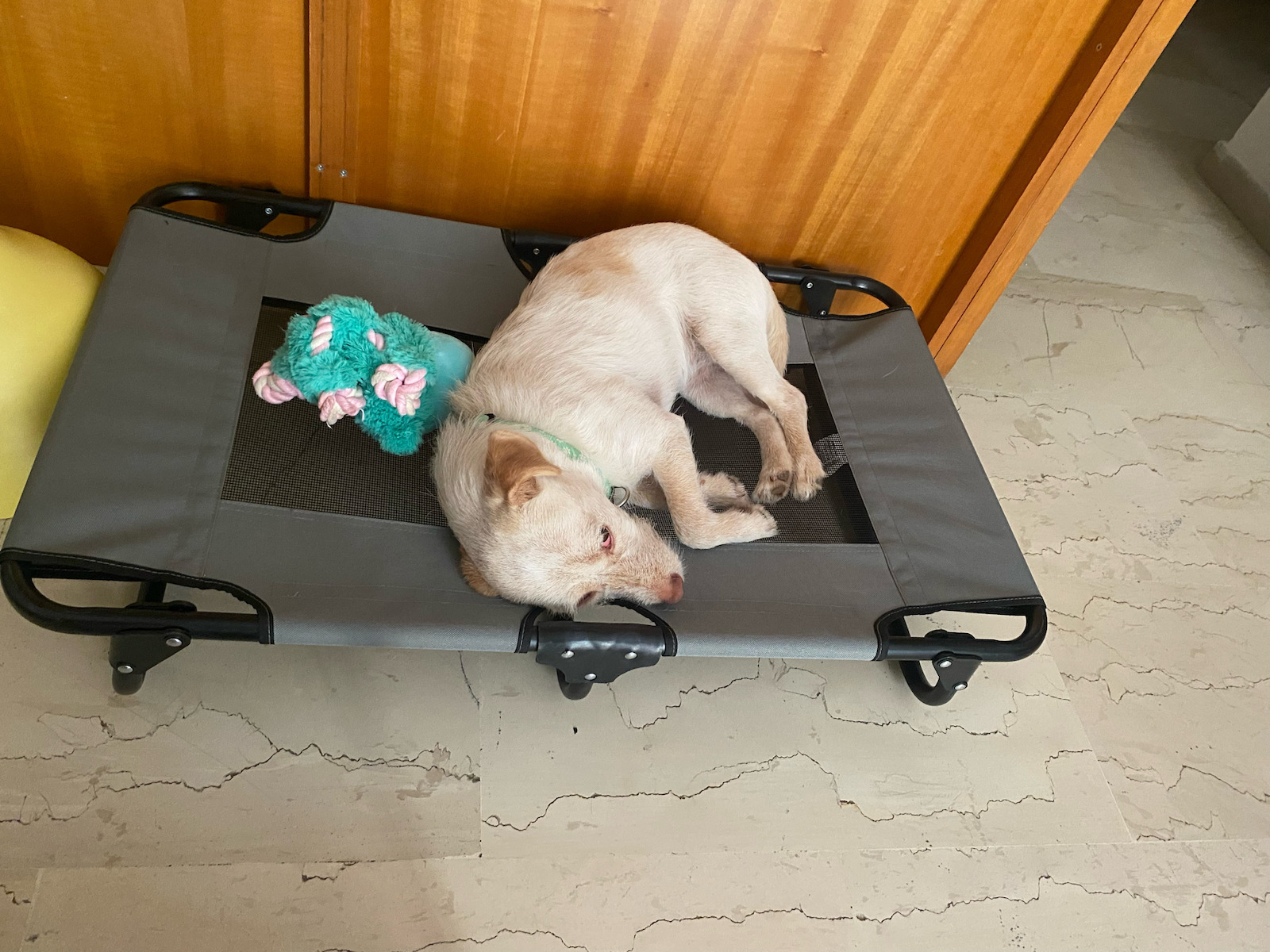 Animal Υπερυψωμένο Κρεβάτι Σκύλου Γκρι 83x53εκ.