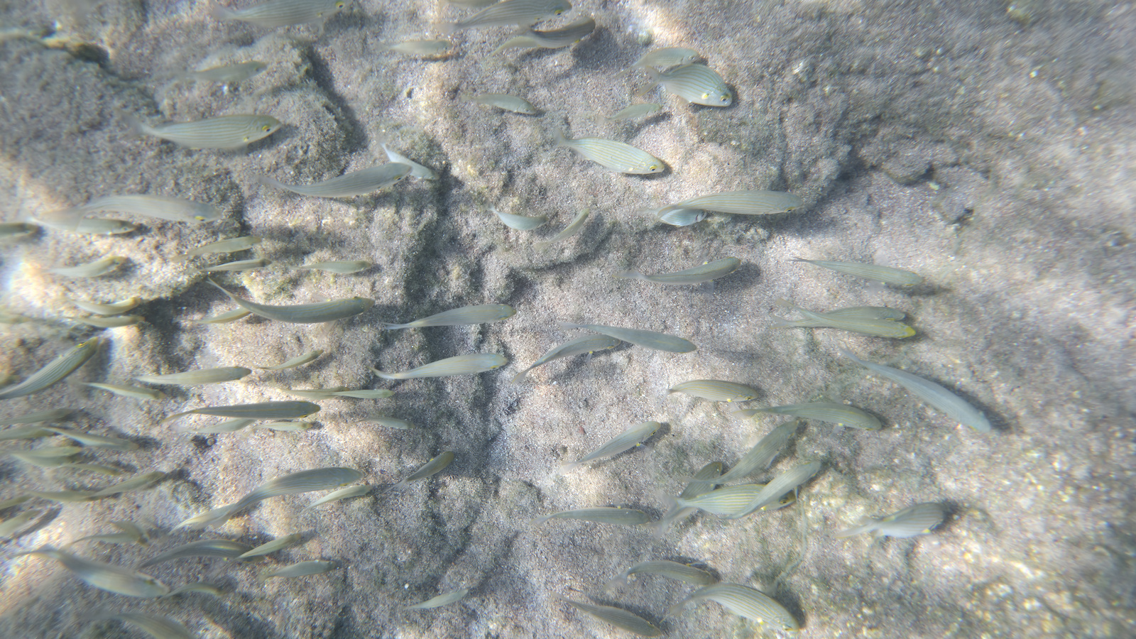 Shellbox Diving Αδιάβροχη έως 6.8" Μαύρο