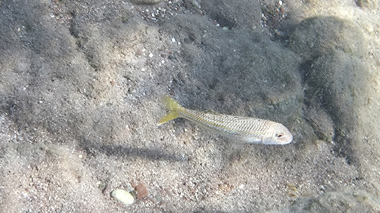 Shellbox Diving Αδιάβροχη έως 6.8" Μαύρο