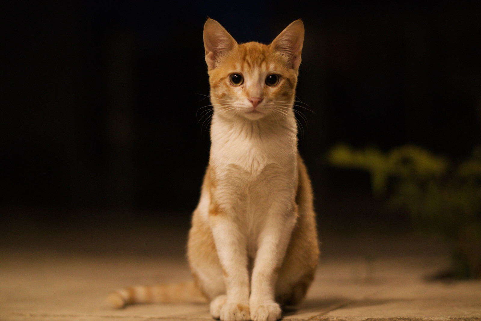 TTArtisan Crop Obiectiv Foto 50mm f/1.2 Fix Pentru Montaj Canon EF-M Argintiu