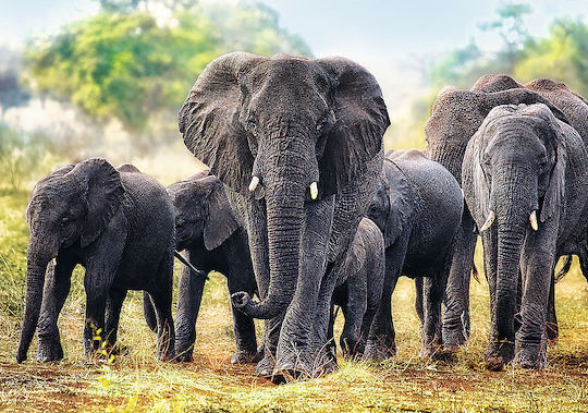 African Elephants Puzzle 2D 1000buc