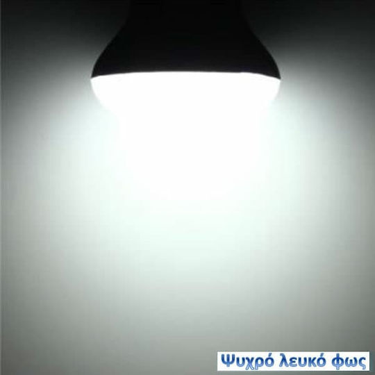 Diolamp LED Bulb 3W 90mm for Socket E14 and Shape G50 Cool White 240lm