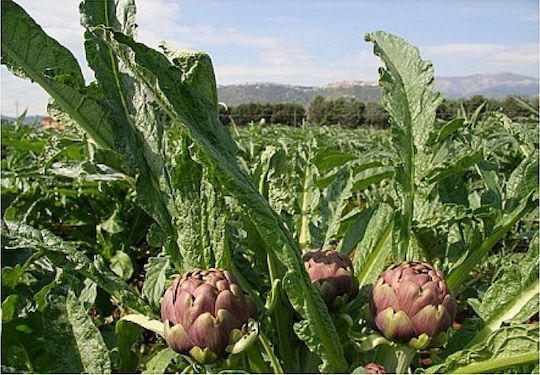 Gemma Σπόροι Αγκινάρας 4gr