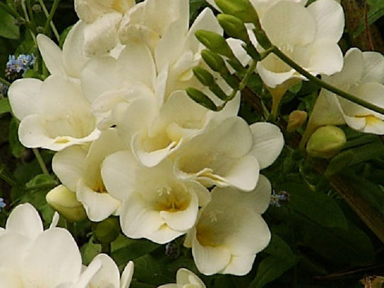 Gemma Bulb Freesia White