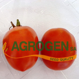 Agrogen Seeds Tomatoς 0.5gr