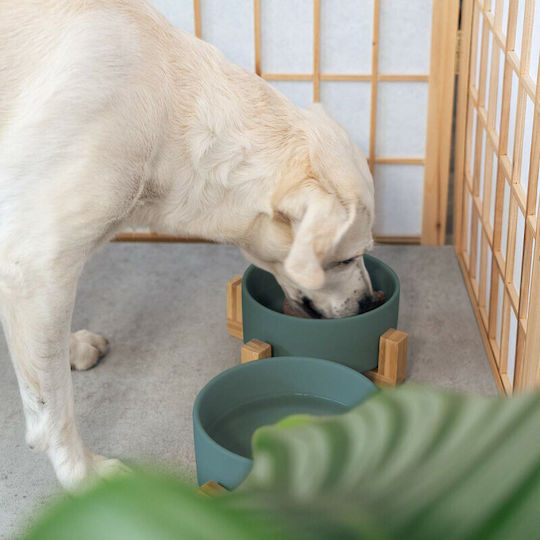 Navaris Keramik Schalen Futter & Wasser für Hund & Katze auf Basis von 850ml 16cm in Grün Farbe 2Stück