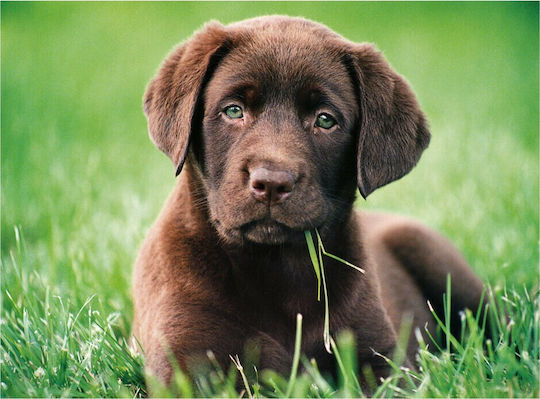Chocolate Puppy Puzzle 2D 500pcs 35072