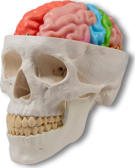 Erler Zimmer Manechin De Antrenament Medical Craniu/Cap