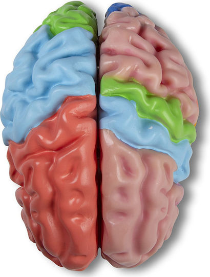 Erler Zimmer Manechin De Antrenament Medical Craniu/Cap