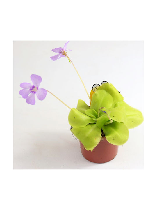 Pinguicula - Carnivorous Pinguicula Plant