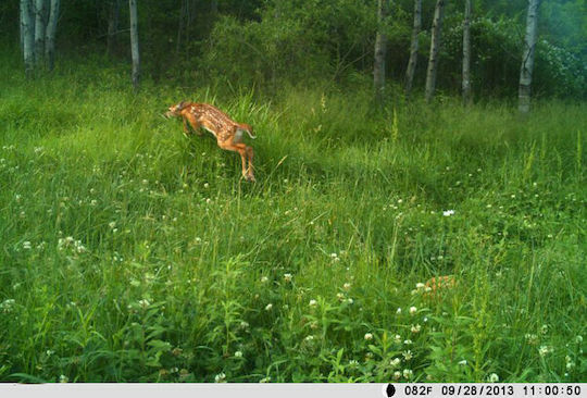 Clever SecurityCam Hunting Camera Night Vision with Motion Detection