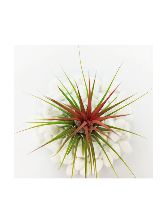 Tilandsia Ionantha in einem Glasgefäß mit weißen Steinen