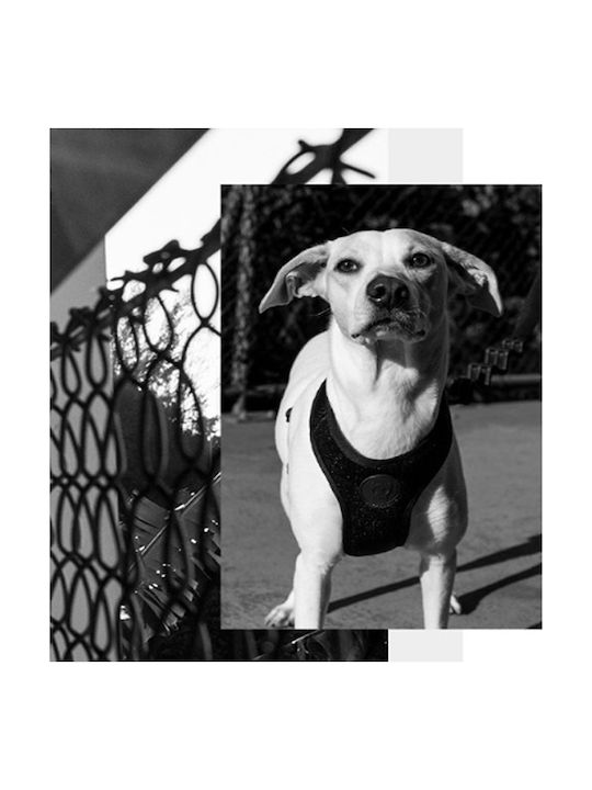 Zee-Dog Air Mesh