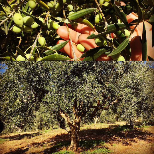 Belia Premium Olive Oil Extra Virgin Olivenöl Εξαιρετικό Παρθένο Ελαιόλαδο 3lt σε Metallischer Behälter