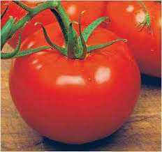 Hazera Primadona F1 Seeds Tomatoς 1000pcs