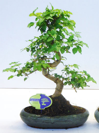 Φυτό Ligustrum Sinense