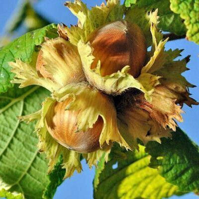 Alteya Organics Έλαιο Organic Hazelnut Oil, Cold Pressed Βιολογικό 50ml
