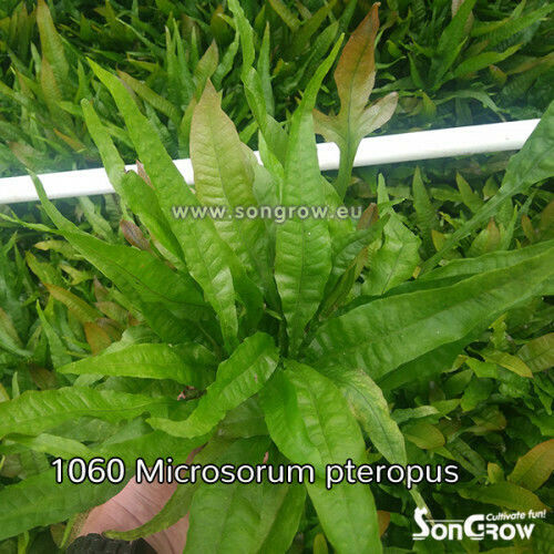 SonGrow Microsorum Pteropus Pot Живо Аквариумно Растение Microsorum