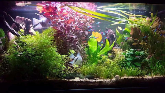 Oase Led лампа за Аквариумно Осветление 30W