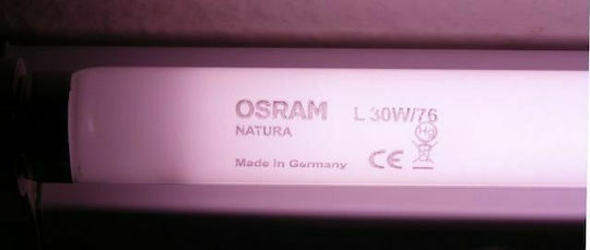 Ledvance Natura Λάμπα Φθορίου για Ντουί G13 με Σχήμα T8 36W