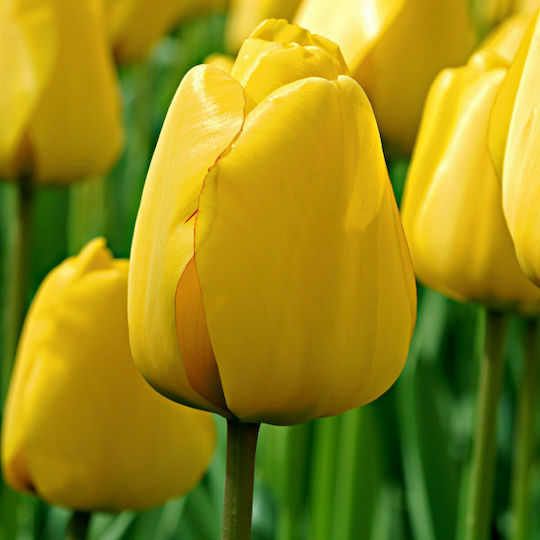 Zwiebel Tulpeς Gelb Zwiebel Tulpeς Gelb